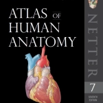 Free Download Atlas of Human Anatomy (7th Ed.) By Frank H. Netter